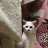 丸顔子猫ちゃん姉妹 サムネイル1
