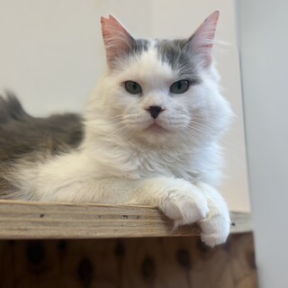 人懐っこくて甘えん坊！長毛イケメンのだいくん