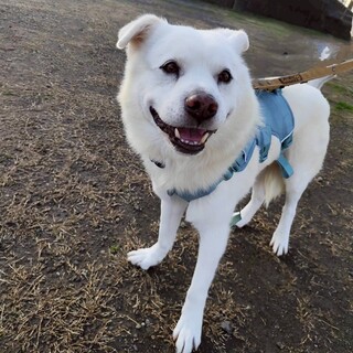 白いタテガミ！穏やかなムファサ