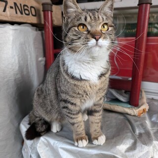 ムチムチボディのキジシロくん★写真追加しました★