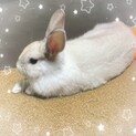 ミニウサギ︎︎ 女の子