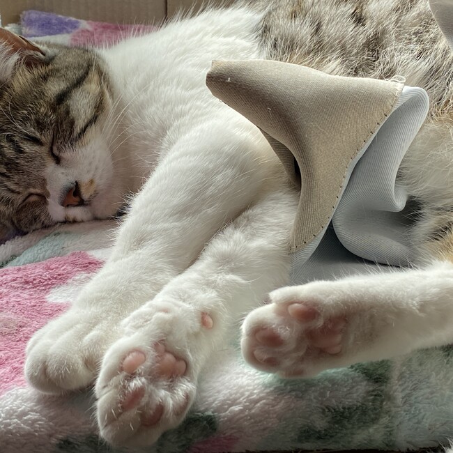 またたびクラブのカバー写真