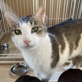 ふみふみ職人の甘えっ子ハヤトくん！