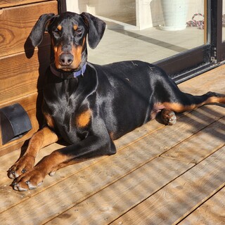 ドーベルマン