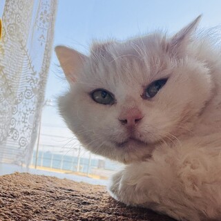 甘えん坊の長毛スコティッシュ風猫さんです