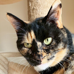 保護ねこ譲渡会 サムネイル3