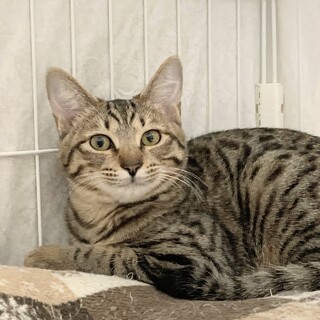 ◆3/20◆少し怖がりだけど遊ぶの大好き♥アメ