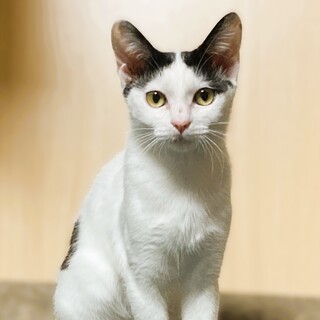 ◆3/20◆かわいい前髪のビビりさん♥スノー