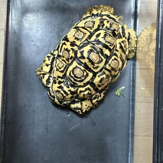 リクガメ里親募集