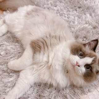 長毛でツヤツヤ！おっとりマイペースで可愛い鳴き声