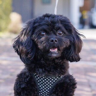 元気で活発、真っ黒な毛並みが可愛い女の子