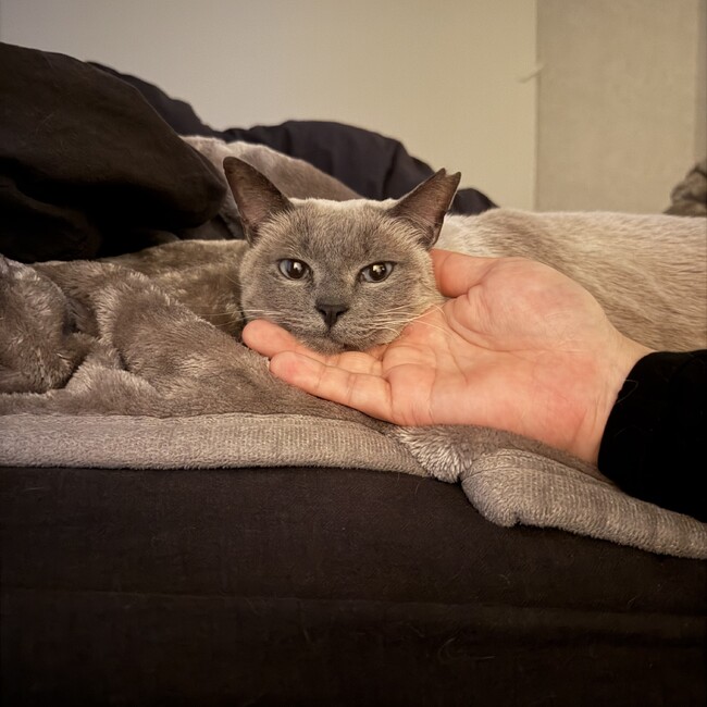 まうす。のカバー写真