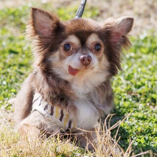 とっても人懐っこいチワワの男の子