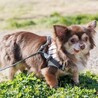 とっても人懐っこいチワワの男の子 サムネイル4
