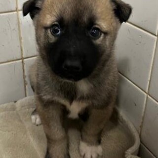 ※優先期間内にお迎え下さい　3月26日迄