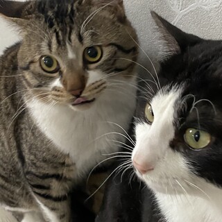 シロクロのハチワレ、キジトラ