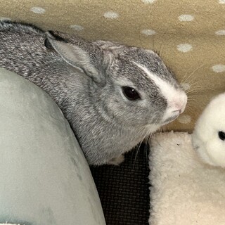 うさぎの里親募集しています