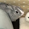 うさぎの里親募集しています