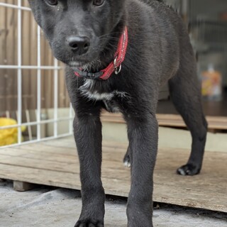 生後3カ月の野犬の子犬の女の子みぃちゃん