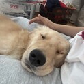 ゴールデンレトリバー1歳半