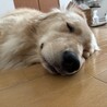 ゴールデンレトリバー1歳半 サムネイル2