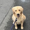 ゴールデンレトリバー1歳半 サムネイル3