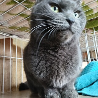 ロシアンブルー風8歳女の子ベタなれ