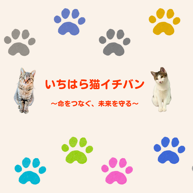 いちはら猫イチバンのカバー写真
