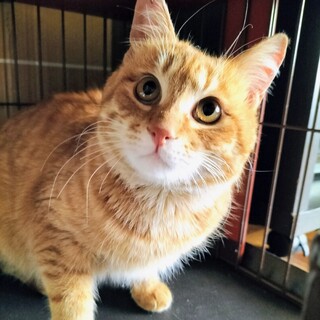 ふみふみゴロゴロ♡ちゃーすけ