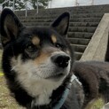 黒柴男子＊5歳