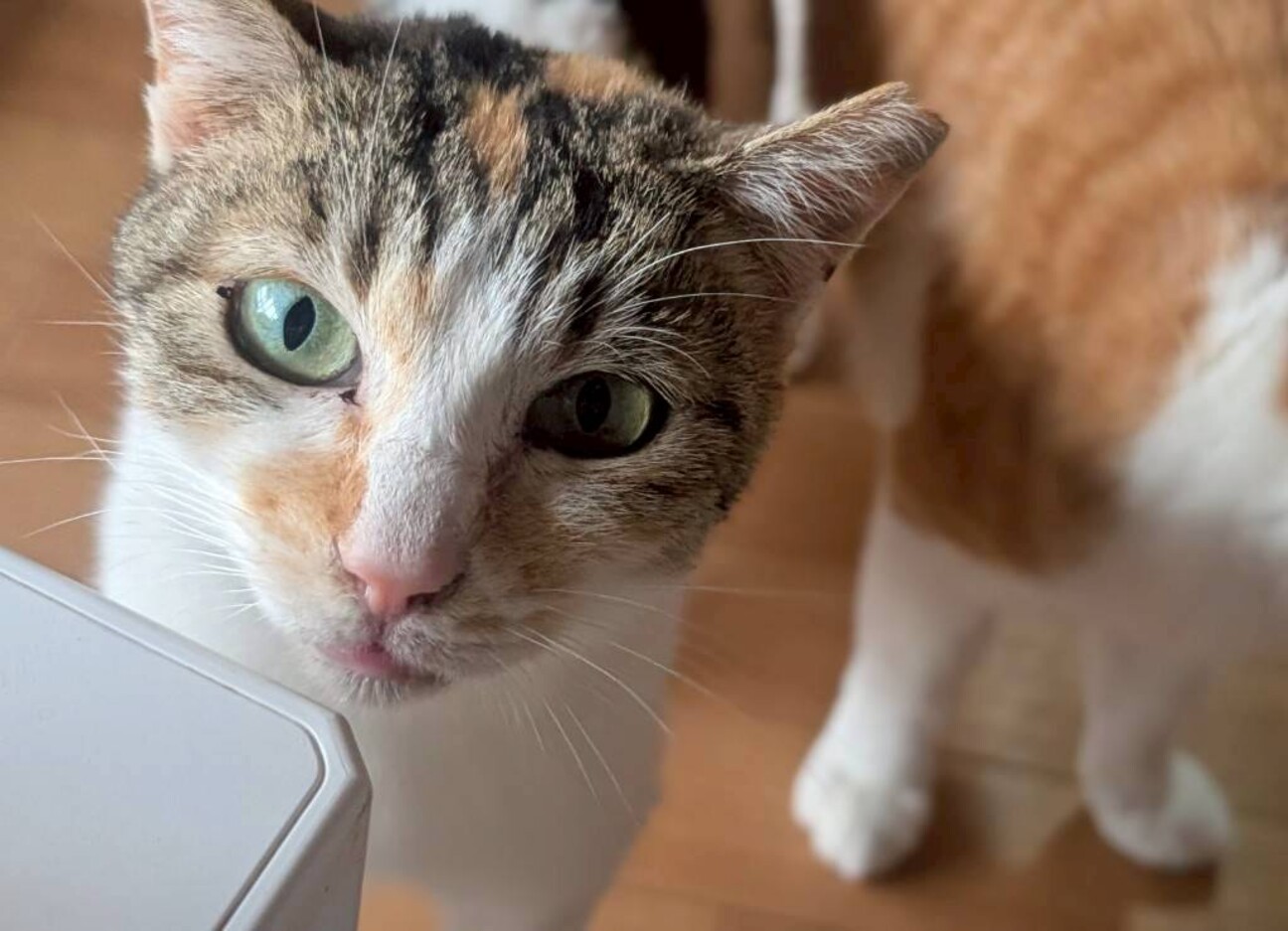 THEミケ猫1歳 人なれ」埼玉県 - 猫の里親募集(537674) :: ペットの