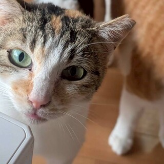 THEミケ猫1歳　人なれしています。