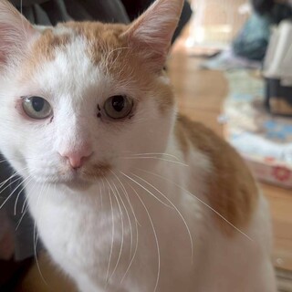 茶白君3歳ヘソ天ゴロゴロ大音量甘えん坊