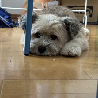 ポメチワ寄りの雑種