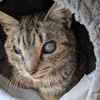 ガル君盲目高齢。里親さんのお申し出を頂きました。