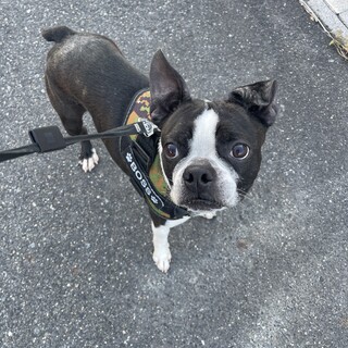 ボストン・テリアのオス 活発な性格です。