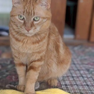 アメショ風渦巻き柄の茶トラ くん大柄 3歳