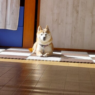 ミラージュちゃん(´ﾉω；')早すぎるよ(。>д<)　ちょここんママ…悲しいね(T0T)