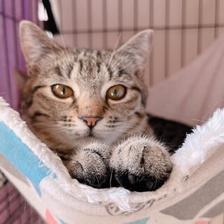 幼猫のような可愛さ！（姉妹一緒に希望）