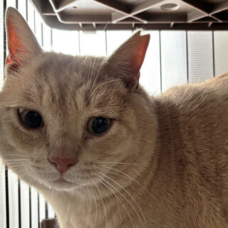 大きな茶トラ♂3〜5歳ミッチー