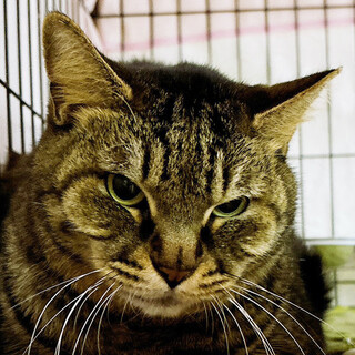 ビッグガール♀約5～6歳トラミ