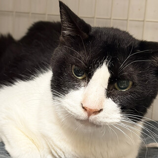 サンタ♂約7歳,多頭飼育レスキュー