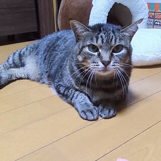 ドラ子♀キジトラ6～7歳