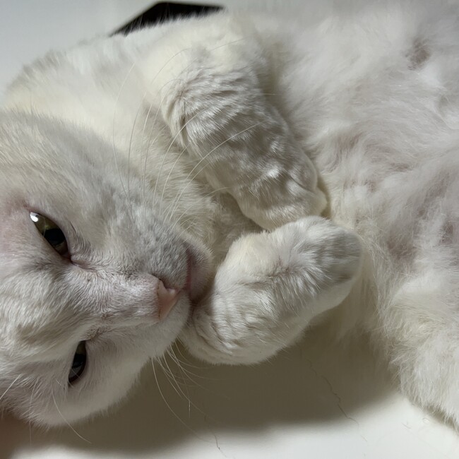 白パパのカバー写真