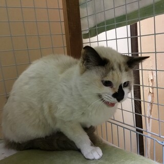天使の鳴き声シャムちゃん