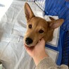 猫ok元気で甘えん坊なイッテツ サムネイル2