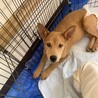 猫ok元気で甘えん坊なイッテツ サムネイル3