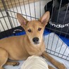 猫ok元気で甘えん坊なイッテツ サムネイル4