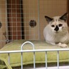 宝石のような美しい姫 サムネイル6