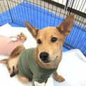 猫ok元気で甘えん坊なイッテツ